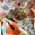 Guinea pig babies 1 thumbnail