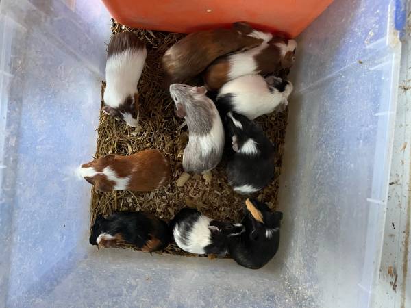 guinea pigs (Altenburg)63688376590721122