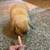 Rehoming Rabbit 3 thumbnail