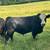 Simmental Bulls 1 thumbnail