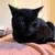 Milo & Merlin – 6-yr-old Black Cat Bros Looking for a Kind Home 6 thumbnail