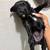 Miniature schnauzer puppies 3 thumbnail