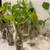 Lot of 12 Devils Ivy Golden Pothos Plants 12 Bottles Dozen 1 thumbnail