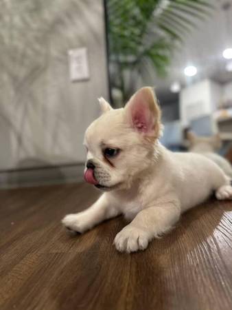 Male Fluffy Frenchie (Killeen)63839345060611122