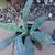 Cactus/ succulents 7 thumbnail