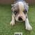 French bulldogs fluffy carrier 12 thumbnail