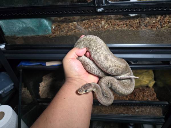 Ball python needs new home 1