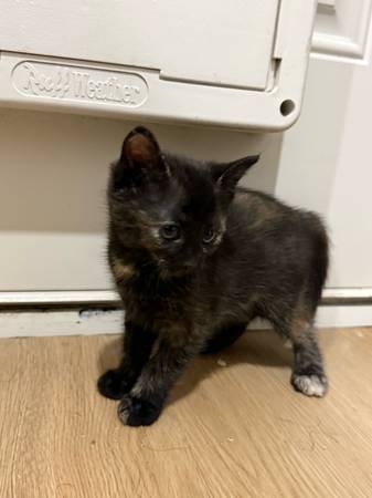 Gatita hembra (Vancouver)63842374532865121