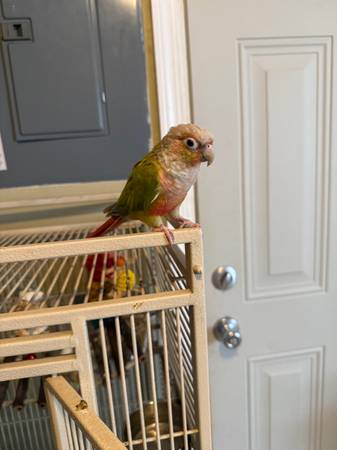 Green cheek conure 1