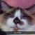 MISSING CAT 1 thumbnail