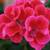 Mature GERANIUM HOUSEPLANTS - Easy Care Plants 3 thumbnail