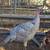 Turkeys 1 thumbnail