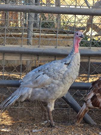 Turkeys 1