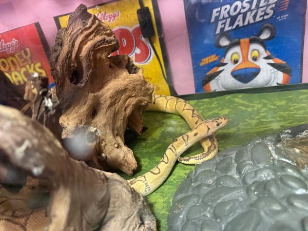 Ball python +everything you need63936013592963124