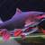 Monster fish for sale 1 thumbnail