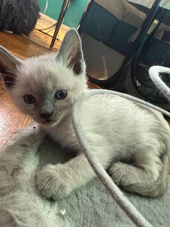 Siamese Kittens Need New Humans ? (Greenpoint)63996312623747123