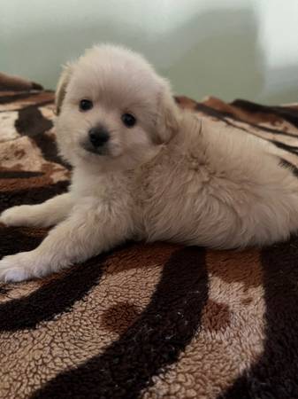 Dos cachorros adorables. (san leandro)63941740543234123
