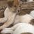 Two Great Farm Dogs in One - 1/2 Pyrenees;1/2 Blue Heeler 1 thumbnail