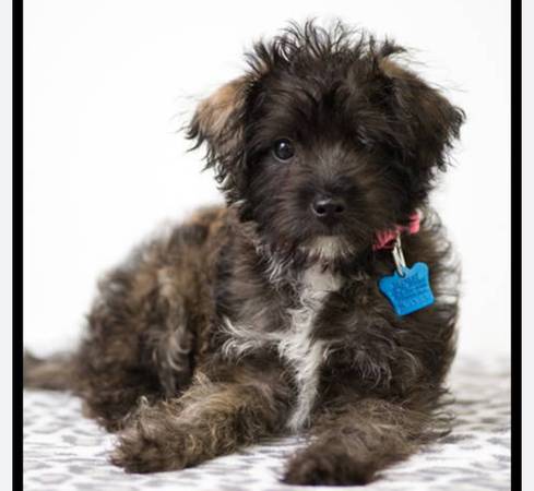 Poodle múltiple63848874544257120