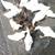 Pekin Duck 2 thumbnail