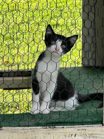 Kittens (Shoals)63658636813955120