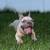 Beautiful frenchie male rehoming 5 thumbnail
