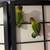 I sell lovebirds 5 thumbnail