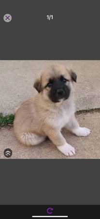 Anatolian shepard pup 1
