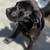 CANE CORSO FULL AKC 12 thumbnail