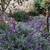 * blue chalk stick * curio repens senecio * ice plants *& more plants* 19 thumbnail