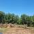 brush clearing-skidsteer work 6 thumbnail