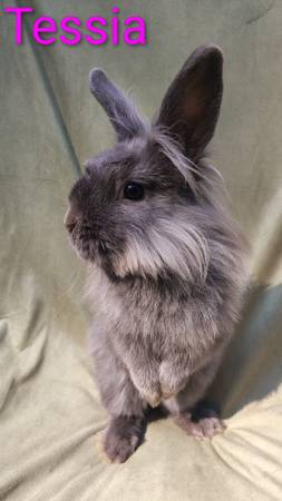 Rabbit rehoming (Arlington)63942500878211123