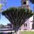Dracaena draco- dragon trees 2 thumbnail