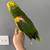 Yellow head parrot 2 thumbnail