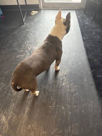 encontró un perro perdido (mesa)63967425960962120