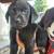 Akc black lab puppies male 2 thumbnail