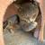 rehoming cat 2 thumbnail