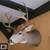 Deer shoulder mounts, mint condition 6 thumbnail