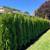 Premium Quality Cedar Hedges For Sale 13 thumbnail