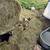 Fainting , boer  goats 11 thumbnail