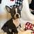 Boston Terriers 5 thumbnail