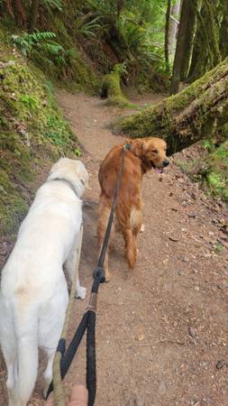 Golden Retriever (Belfair)63885717364353121