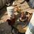 Chickens for sale 2 thumbnail
