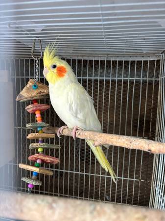 Macho cacatua amarillo 1