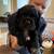 Rehoming Cocker Spaniel Puppies. 4 thumbnail