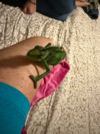 Beautiful Chameleon (Vero Beach)63667829018497121
