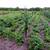 12 Acres of Farmland for Rent $85/Acre 10 thumbnail