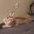 Rehoming Bunny(ASAP) 3 thumbnail