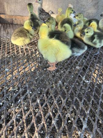 Geese 1