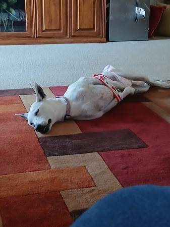 Need help (Goodyear)63967288043522122